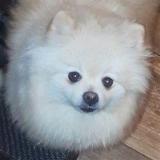 Pomeranian after tear stain removal