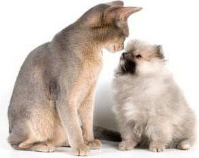 Pomeranian and a cat
