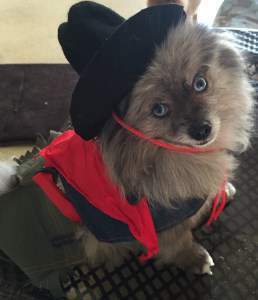Pom dressed up with hat