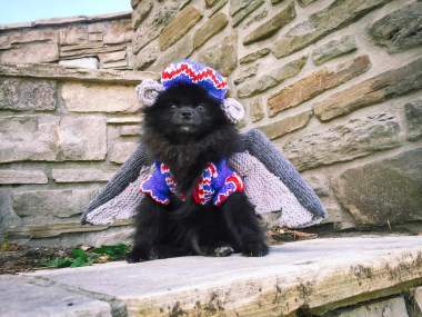 Pomeranian Flying Monkey Costume