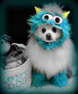 Pomeranian in a cute costume