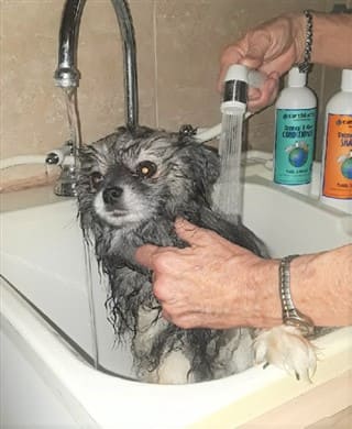 How to Give Pom a Bath, Step 1A