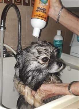 How to Give a Pom a Bath, Step 2A