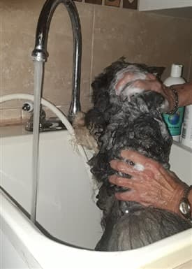 How to Give a Pom a Bath, Step 2B