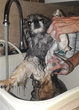 How to Give a Pom a Bath, Step 2C