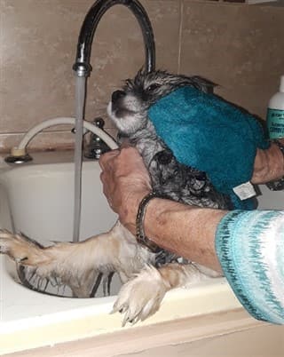 How to Give a Pom a Bath, Step 3