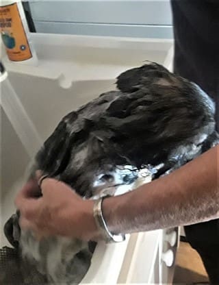 How to Give a Pom a Bath, Step 4