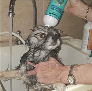 How to Give a Pom a Bath, Step 5