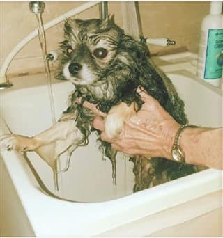 How to Give a Pom a Bath, Step 6