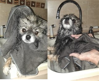 How to Give a Pom a Bath, Step 7