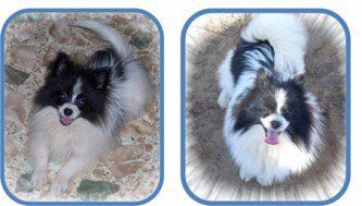 Pomeranian before and after fur growth