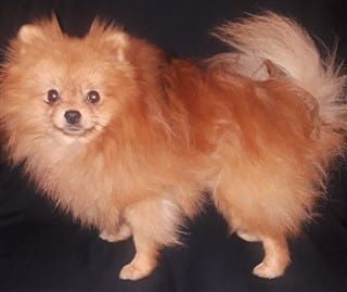 Pomeranian, before brushing
