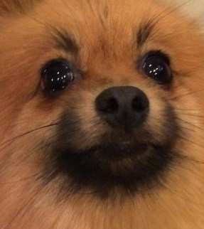 Pomeranian with big dark eyes
