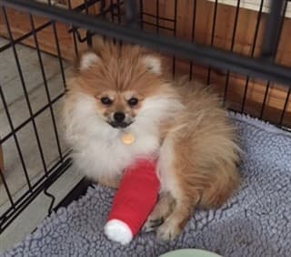 Pomeranian broken leg from jumping