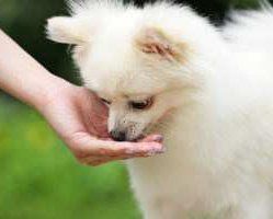 Pomeranian eating dry food for upset stomach