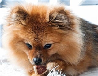 Pomeranian eating a snack