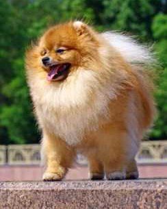 Pomeranian with full thick coat