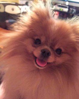 happy Pomeranian with mouth open