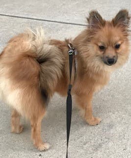 Pomeranian wearing a harness not a collar