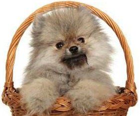 Pomeranian in a basket