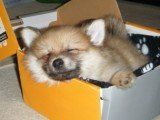 Pomeranian asleep in box