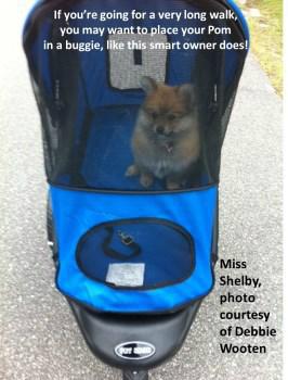 Pomeranian in stroller