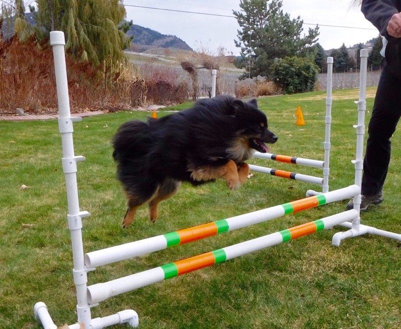 large pom jumping over pole