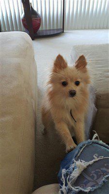 pom jumping up on owner's knee