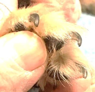 Pom's nails need to be trimmed