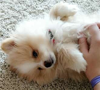 Pom puppy on back