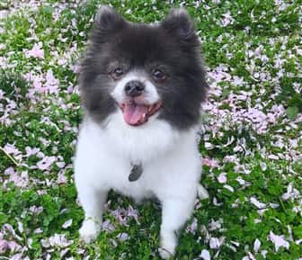 pom-on-grass-with-flower-petals