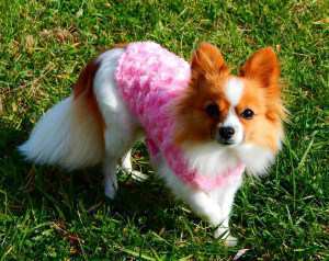 Pomeranian with pink sweater