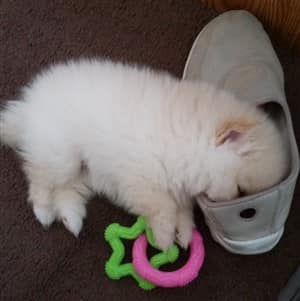 Pomeranian puppy asleep in shoe