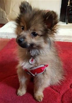 Pomeranian puppy wearing harness for safety