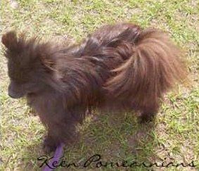Pomeranian's color changed to brown