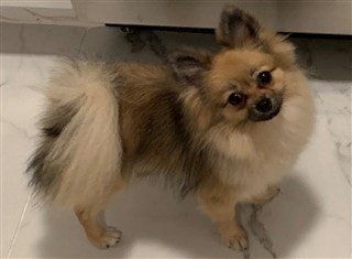 Pomeranian puppy uglies - after photo