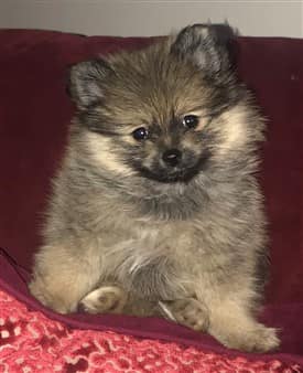 Pomeranian puppy uglies before photo