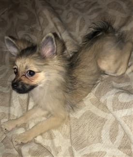 Pomeranian puppy uglies during photo