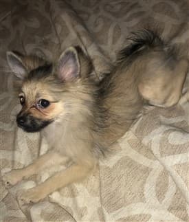 Pom puppy shedding during pic
