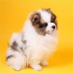 little Pomeranian puppy