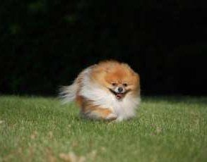 Pomeranian falling hotsell down stairs