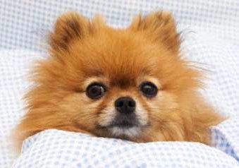 Pomeranian sick in bed