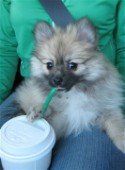 Pomeranian sipping on straw