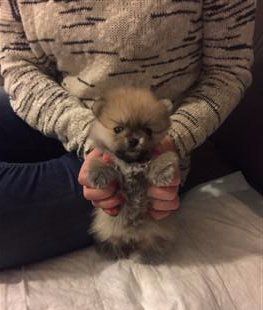 Pomeranian Teddy face