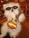 Pomeranian with guitar