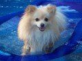 Pomeranian on water slide