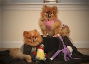 Pom winners