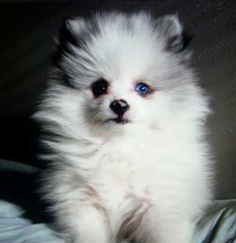 Pomeranian with different colored eyes