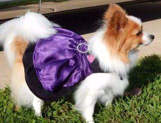 Pomeranian wearing purple dress