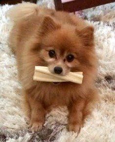 Pomeranian with treat in mouth